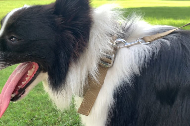 Neoprene Dog Collar