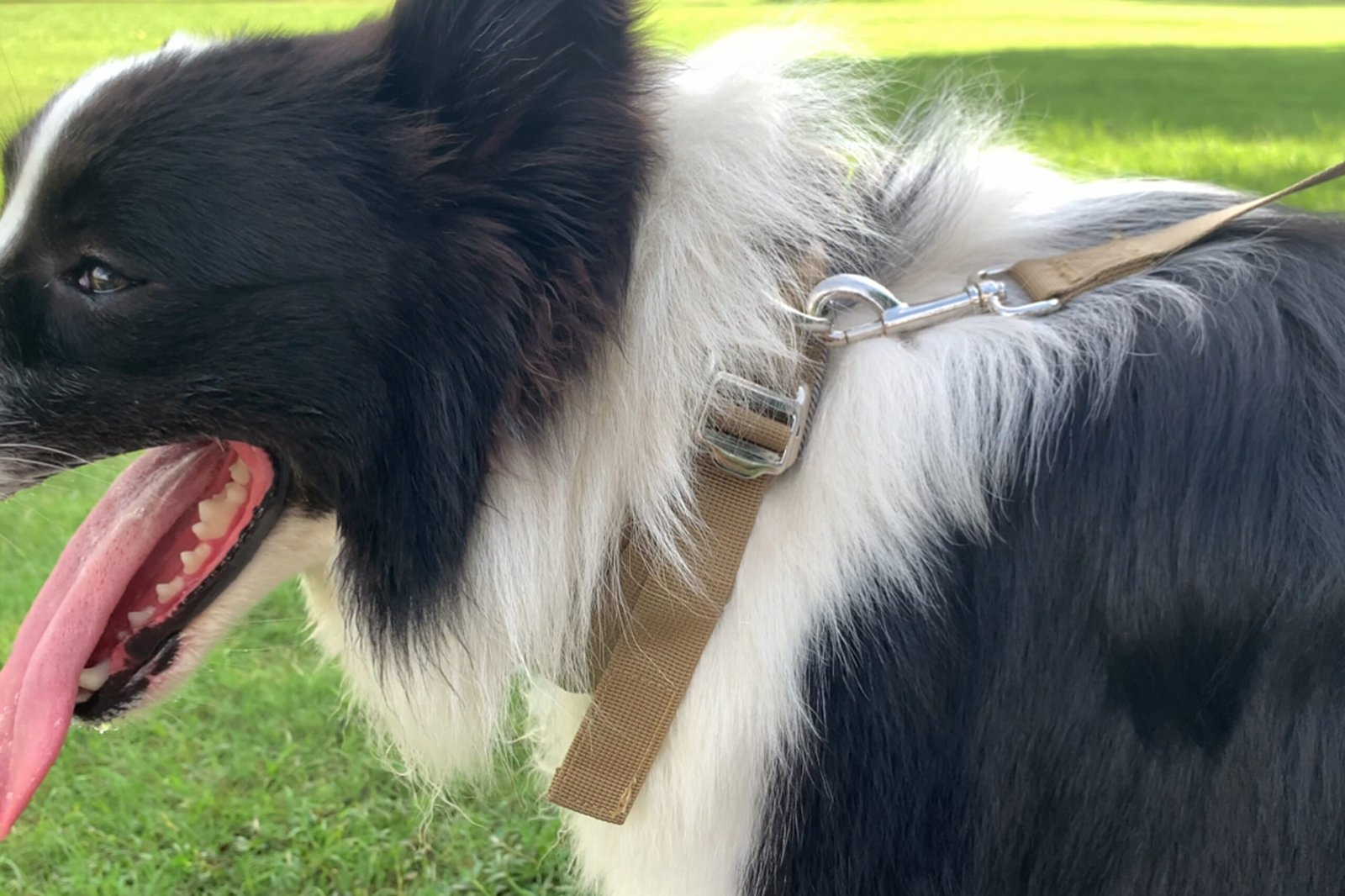 Neoprene Dog Collar