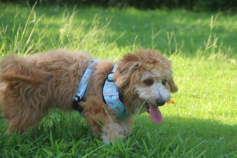 Print Pet Leash Collar Harness Set
