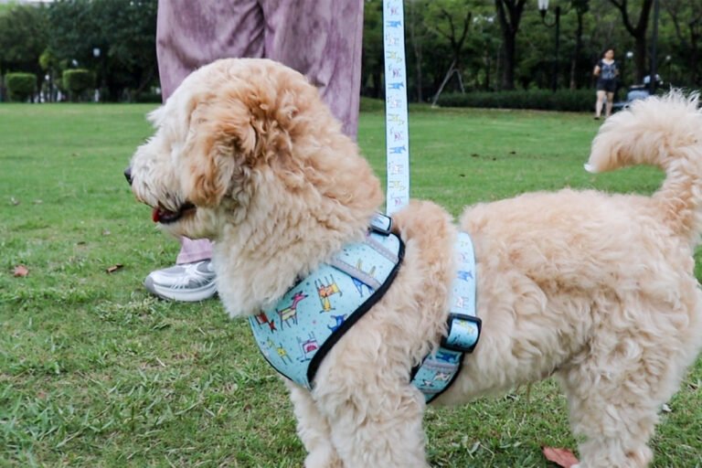 Print Pet Leash Collar Harness Set