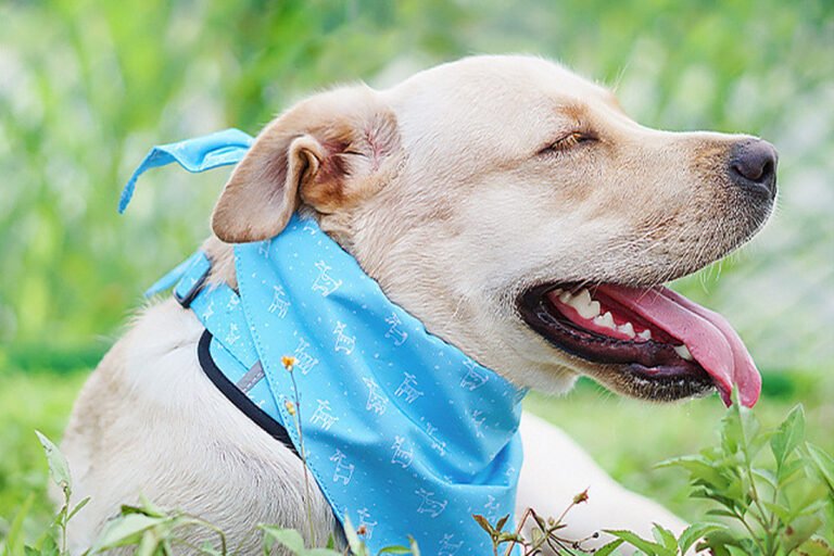 Print Pet Leash Collar Harness Set