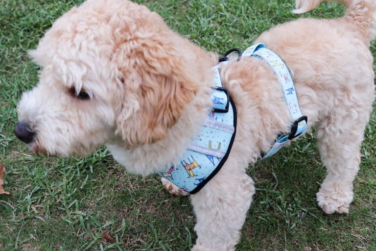 Print Pet Leash Collar Harness Set