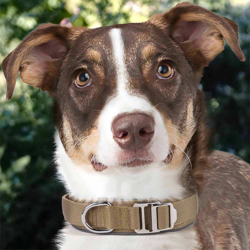 Tactical Dog Collar
