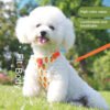 small pet harness leash