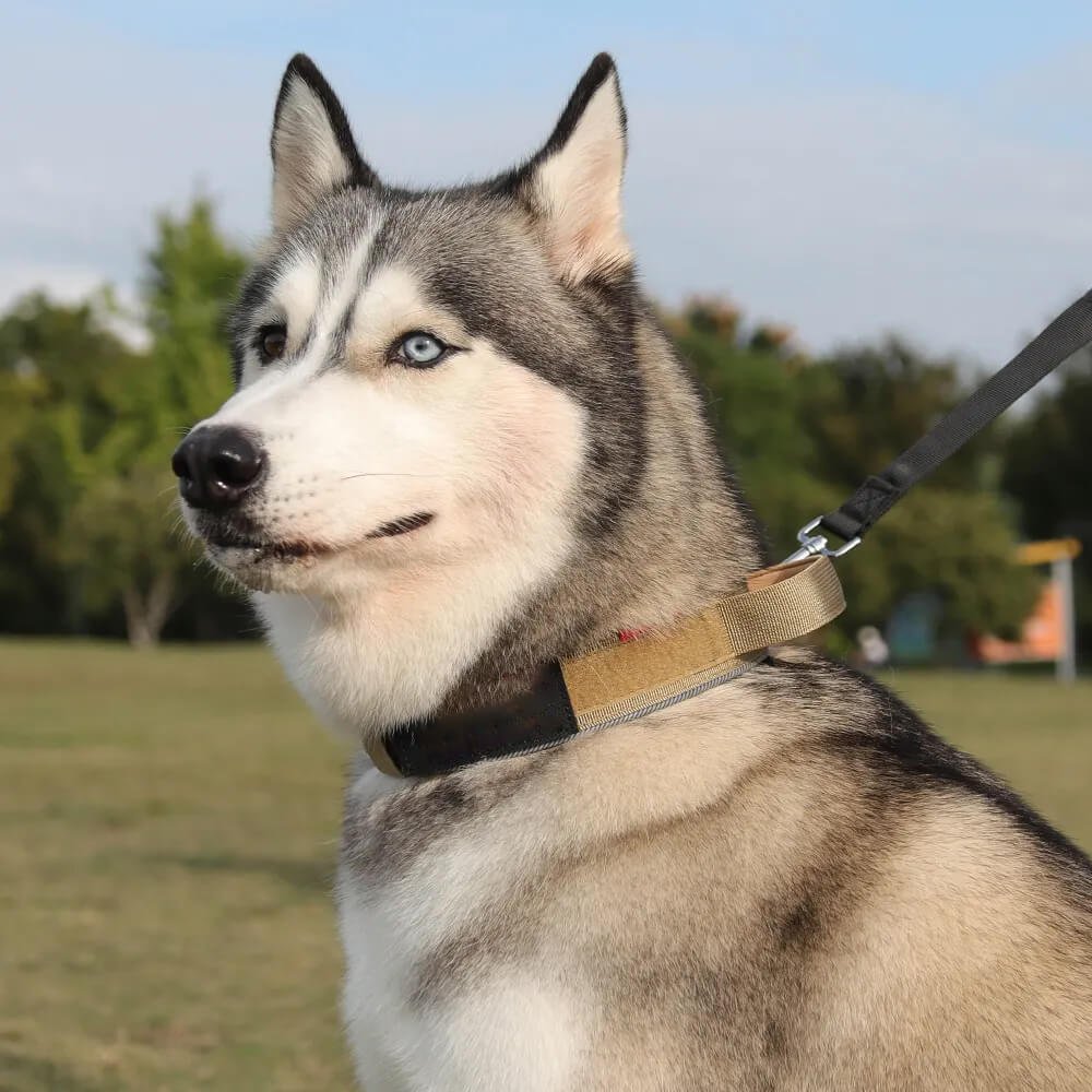 Tactical Dog Collar